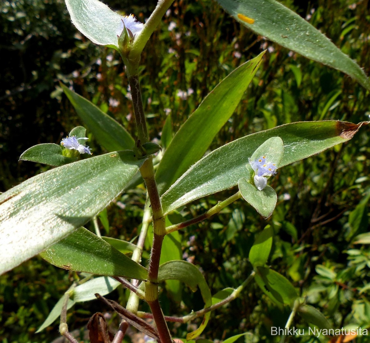 Cyanotis villosa (Spreng.) Schult. & Schult.f.